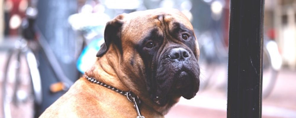 ¿En qué establecimientos puedes entrar con tu perro?